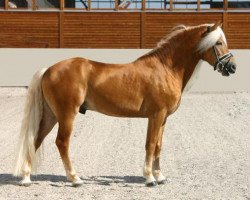 horse Avalston (Haflinger, 2002, from Avalon)