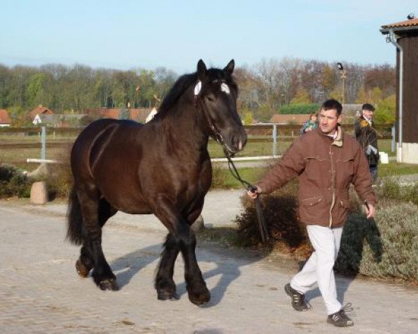 Deckhengst Alberto (Rheinisch-Deutsches Kaltblut, 2007, von Achat 2660)