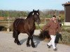 stallion Alberto (Rhenish-German Cold-Blood, 2007, from Achat 2660)