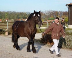 stallion Alberto (Rhenish-German Cold-Blood, 2007, from Achat 2660)