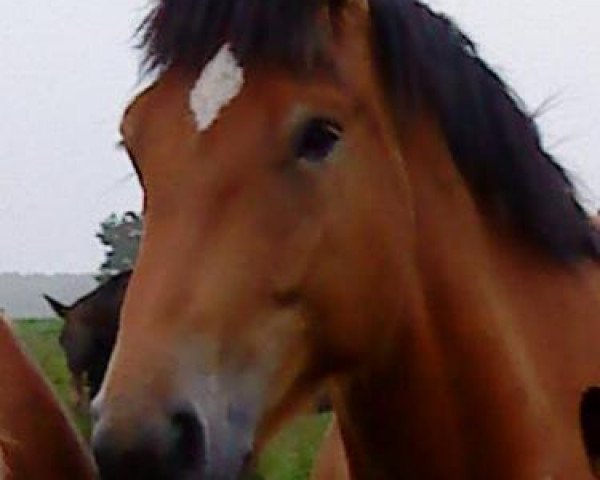 broodmare Elfe (Rhenish-German Cold-Blood, 2007, from Condor)