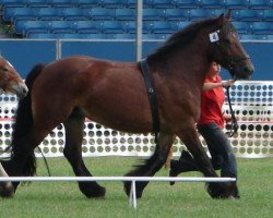 broodmare Erika (Rhenish-German Cold-Blood, 1995, from Elias 1858)