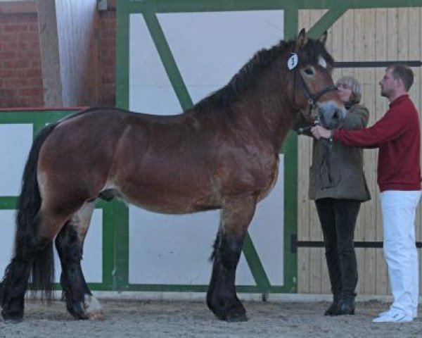 horse Albert von Brück (Rhenish-German Cold-Blood, 2011, from Alberto)