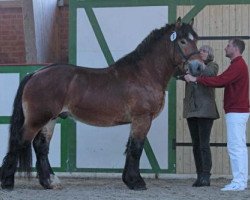 Pferd Albert von Brück (Rheinisch-Deutsches Kaltblut, 2011, von Alberto)