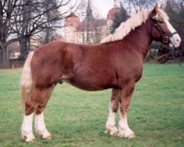 Pferd Condor (Rheinisch-Deutsches Kaltblut, 2002, von C.F. Antigon)