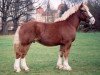 horse Condor (Rhenish-German Cold-Blood, 2002, from C.F. Antigon)