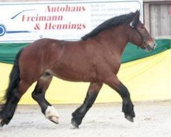 stallion Artus (Rhenish-German Cold-Blood, 2010, from Achat 2660)