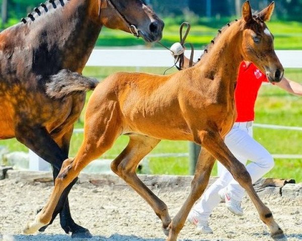 jumper Colonel vom Forst CH (Swiss Warmblood, 2010, from Conteur)