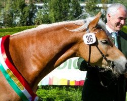 stallion Wirbelsturm-P (Haflinger, 2009, from Wintersturm)