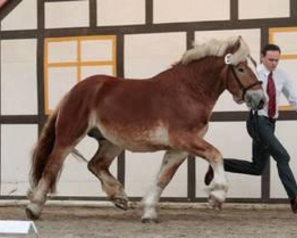 stallion Ursprung (Rhenish-German Cold-Blood, 2011, from Ulan)