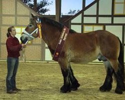 stallion Arvid (Rhenish-German Cold-Blood, 2011, from Archimedes 1529)