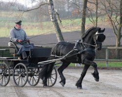 dressage horse Falco (Friese, 2009, from Fekke fan'e Waldsicht)