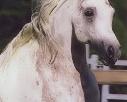 horse Tarong Shahgar ox (Arabian thoroughbred, 1982, from AL Karim Sirhalima ox)