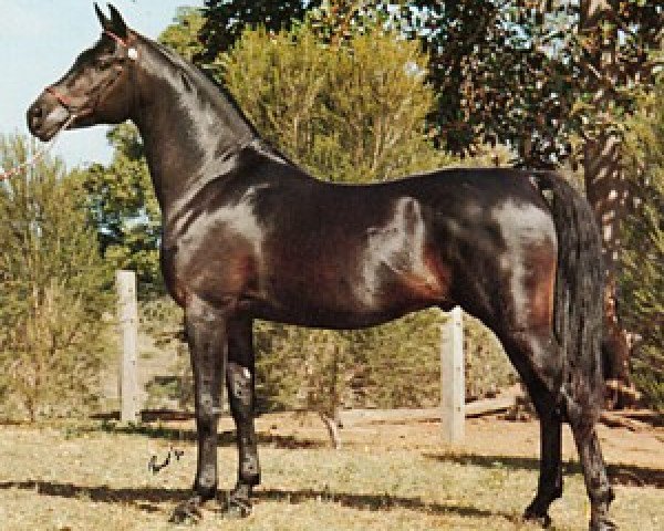 stallion AL Karim Sirhalima ox (Arabian thoroughbred, 1972, from Ansata Ibn Halima 1958 EAO)