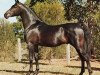 stallion AL Karim Sirhalima ox (Arabian thoroughbred, 1972, from Ansata Ibn Halima 1958 EAO)