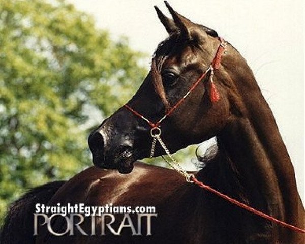 broodmare UP Sharaftana ox (Arabian thoroughbred, 1985, from Nizam 1973 EAO)