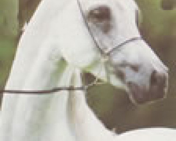 horse Shahil Ibn Kaisoon ox (Arabian thoroughbred, 1984, from Kaisoon 1958 EAO)