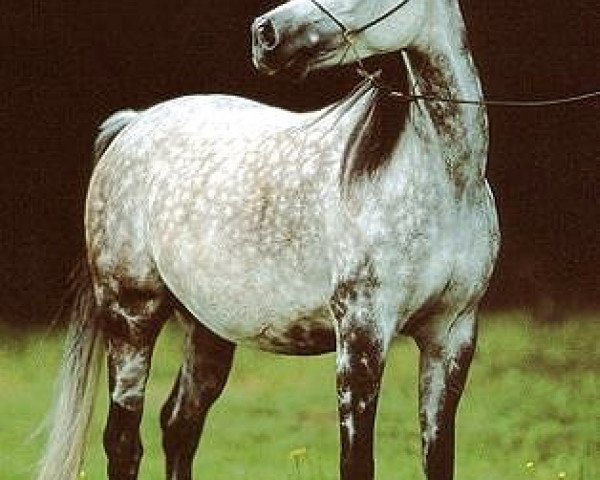 broodmare Moneera Sumaya EAO (Arabian thoroughbred, 1991, from Moneer 1981 ox)