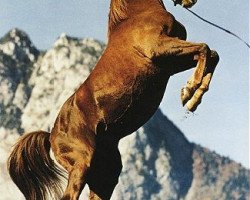 stallion Burkan ox (Arabian thoroughbred, 1956, from El Sareei 1942 RAS)