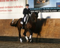 dressage horse Wettiner 6 (Hanoverian, 2003, from Wild Dance)