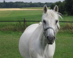 horse Calibera Z (Zangersheide riding horse, 1997, from Carthago)