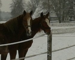 horse Lightness D (Westphalian, 2011, from Luigi xx)