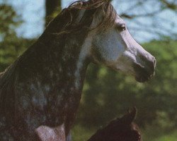 broodmare Shahila ox (Arabian thoroughbred, 1983, from Ibn Galal 1966 EAO)