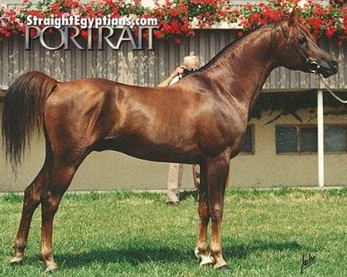Deckhengst Sayed El Arab ox (Vollblutaraber, 1982, von Ibn Galal 1966 EAO)