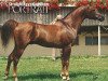 stallion Sayed El Arab ox (Arabian thoroughbred, 1982, from Ibn Galal 1966 EAO)