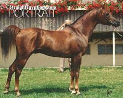 stallion Sayed El Arab ox (Arabian thoroughbred, 1982, from Ibn Galal 1966 EAO)