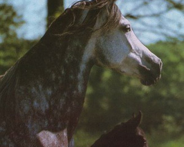 broodmare Salima EAO (Arabian thoroughbred, 1973, from Kaisoon 1958 EAO)