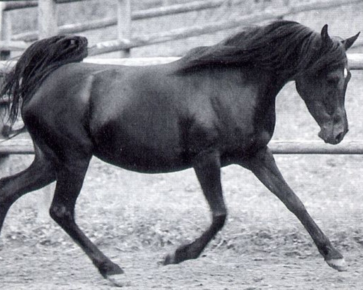 broodmare Samogha EAO (Arabian purebred, 1982, from Ibn Galal 1966 EAO)