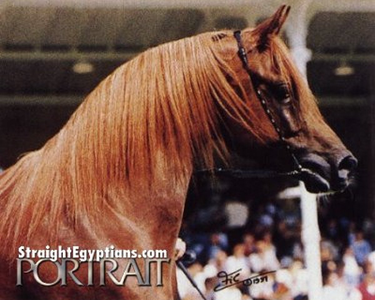 stallion Sangan ox (Arabian purebred, 1993, from Ansata El Salaam ox)
