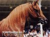 stallion Sangan ox (Arabian thoroughbred, 1993, from Ansata El Salaam ox)