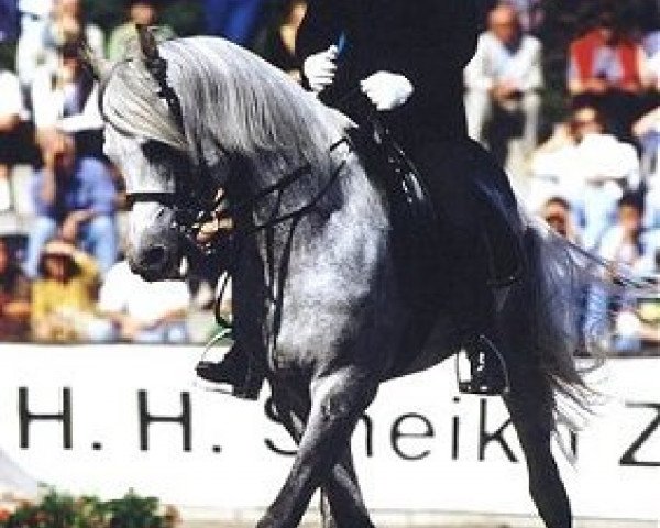 horse Moneera Siptah EAO (Arabian thoroughbred, 1986, from Moneef ox)