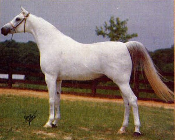 broodmare Fawkia EAO (Arabian thoroughbred, 1965, from Sameh 1945 RAS)
