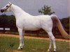 broodmare Fawkia EAO (Arabian thoroughbred, 1965, from Sameh 1945 RAS)