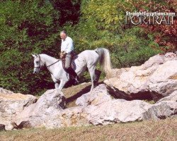 stallion Moneera Seneb ox (Arabian thoroughbred, 1986, from Gharib ox)