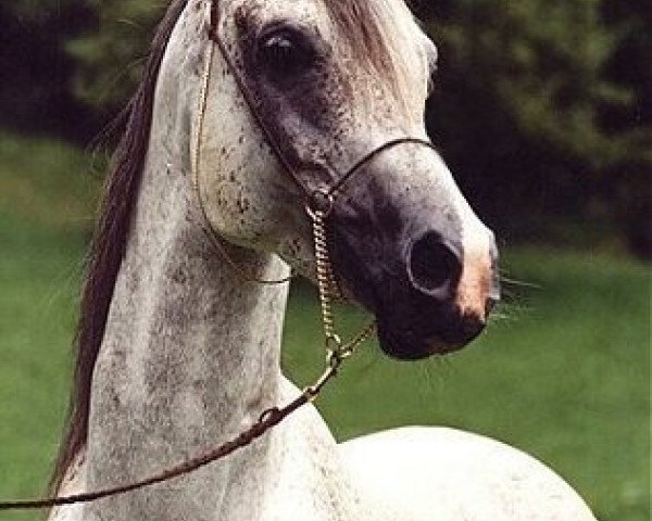 stallion Salah EAO (Arabian thoroughbred, 1980, from Farag 1962 EAO)