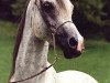 stallion Salah EAO (Arabian thoroughbred, 1980, from Farag 1962 EAO)