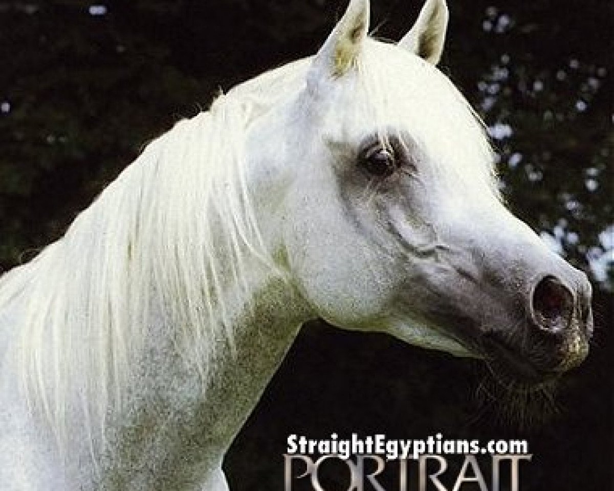 horse SHAREEF ox (Arabian purebred, 1977, from Kaisoon 1958 EAO)