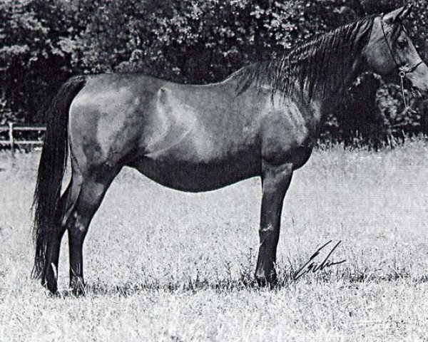 broodmare Saady 1976 ox (Arabian thoroughbred, 1976, from Kaisoon 1958 EAO)