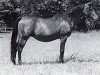 Zuchtstute Saady 1976 ox (Vollblutaraber, 1976, von Kaisoon 1958 EAO)