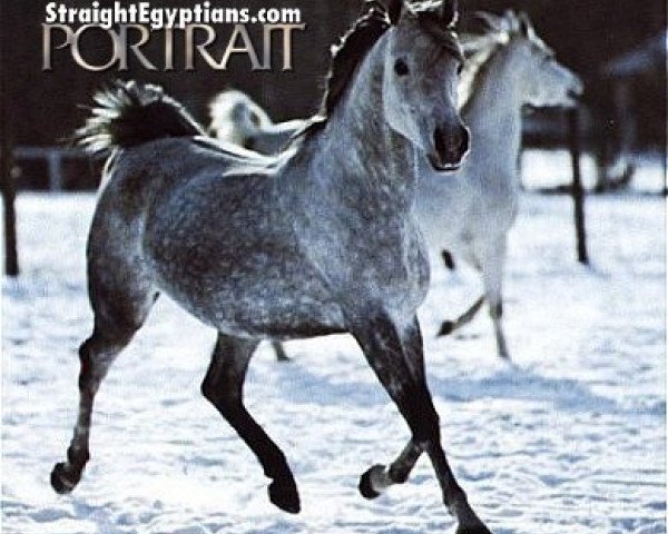 broodmare Sadya EAO (Arabian thoroughbred, 1975, from Kaisoon 1958 EAO)