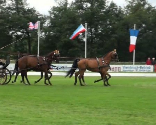 Riesenbeck INTERNATIONAL
Friday, July 22nd 2011
03 Dressage Competition CAI – Teams 3. Competition Derby
