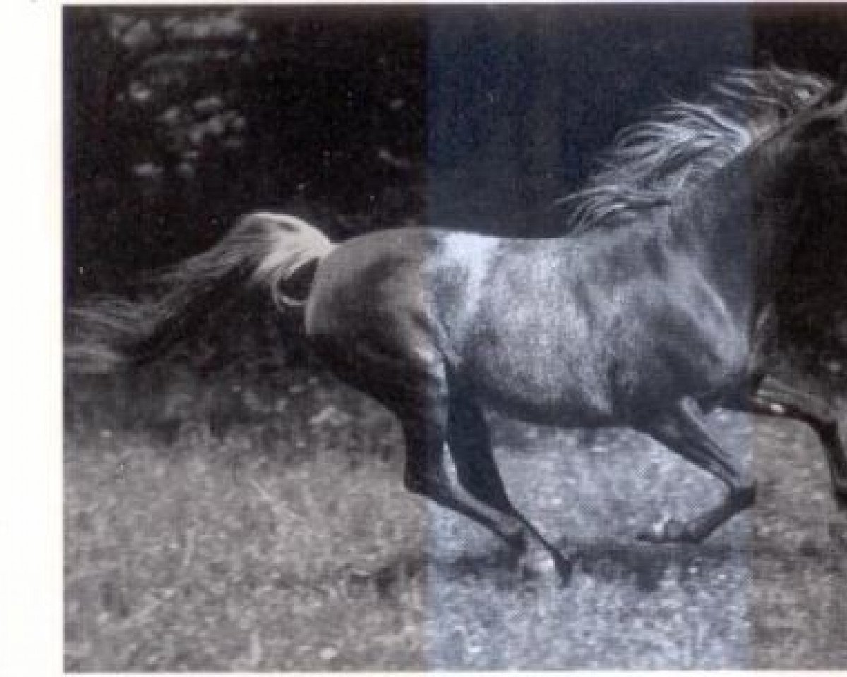 broodmare Moneera EAO (Arabian purebred, 1968, from Alaa El Din 1956 EAO)