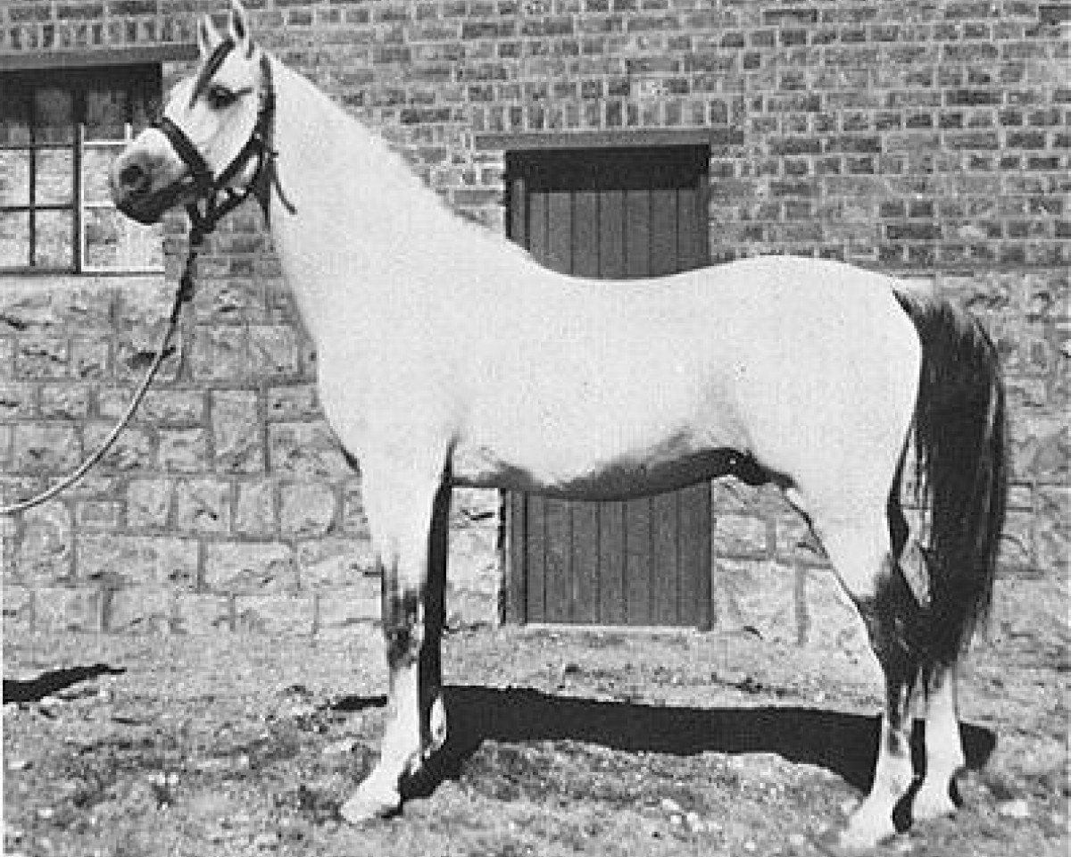 stallion El Moez 1934 RAS (Arabian purebred, 1934, from Ibn Fayda 1927 RAS)