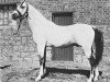 stallion El Moez 1934 RAS (Arabian thoroughbred, 1934, from Ibn Fayda 1927 RAS)