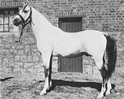 stallion El Moez 1934 RAS (Arabian thoroughbred, 1934, from Ibn Fayda 1927 RAS)