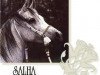 broodmare Salha EAO (Arabian thoroughbred, 1967, from Sameh 1945 RAS)